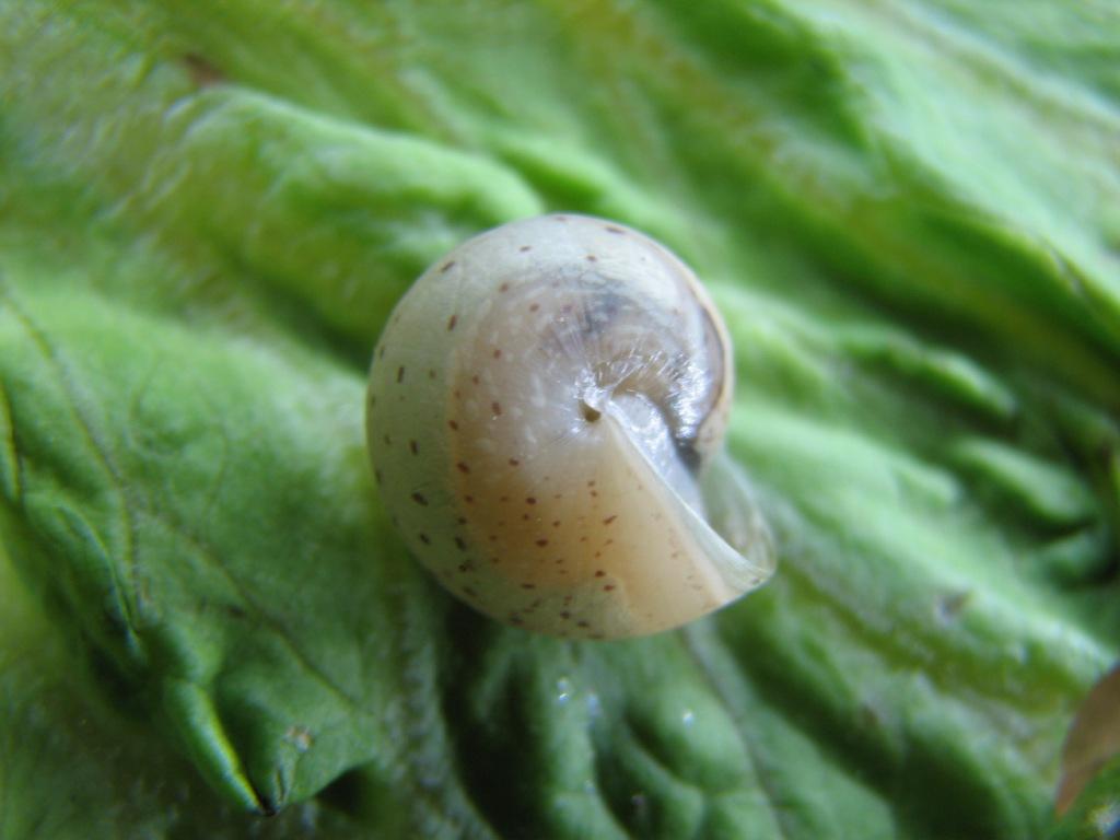 Monacha indeterminata